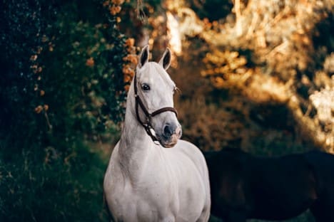 a well-trained horse on a scenic trail, demonstrating trail safety